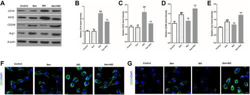 Figure 8 Genistein reduces isoflurane-induced M1 microglia polarization and promotes isoflurane-induced M1 microglia polarization in BV2 cells. BV2 cells was firstly stimulated with or without 50 μmol/L genistein for 24 hours and then stimulated with 0.4% isoflurane for 6 hours. Next, we harvested BV2 cells, and detected the surface markers expression of M1 (CD16 and iNOS) and M2 (CD206 and Arg1) using Western blot (A–E) and cellular immunofluorescence (F and G). Data was expressed as (mean ± SD), and One-way ANOVA was used to calculate the P value. ns was P>0.05 and ### was P<0.001 vs Control group; *** was P<0.001 vs ISO group.
