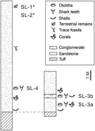 Figure 3. Measured section of the outcrops in the study area. Sampling horizons from each site are indicated. Asterisks indicate lateral extension of the same horizon.