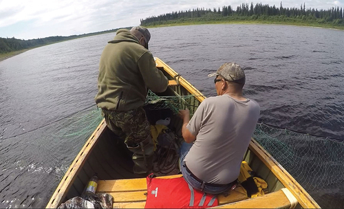 Figure 2. An on-the-land expert and Elder working together to set nets in the river. (Photo credit: Participant 33).