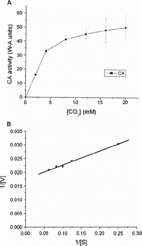 Figure 6. (A) Plot illustrating the Michaelis-Menten equation for CA in free form. The curve was obtained by increasing the substrate concentration until a stable rate of CO2 hydration was obtained. (B) Lineweaver-Burk plot for CA in free form. The curve was obtained by taking the reciprocal of the substrate and the rate of enzyme activity.