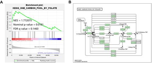 Figure 7 The GSEA analysis on MTHFD2 in LGG. (A) One carbon pool by folate pathway positively associated with MTHFD2. (B) Pathway plot of one carbon pool by folate pathway. The numbers mean the enzyme code (EC). For example, EC: 1.5.1.3 represents dihydrofolate reductase.