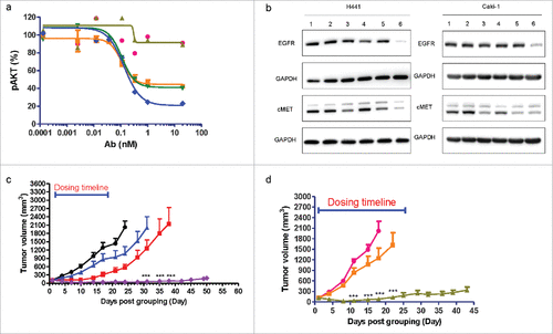 Figure 6. In vitro and in vivo function characterization of cMet/EGFR FIT-Ig (a) cMet/EGFR FIT-Ig inhibited phosphor-AKT in lung carcinoma cell line. NCI-H292 cells were treated with human IgG1 (Display full size), anti-cMet (Display full size), anti-EGFR mAb (Display full size), combo of anti-cMet and anti-EGFR mAb (Display full size), or cMet/EGFR FIT-Ig (Display full size) for 30 mins in serum starving condition followed by stimulation with HGF (40 ng/ml) for 5 min. Cells were lysed and phosphor-AKT was measured using Cisbio assay. (b) Western-blot analysis of antibody induced cMet and EGFR depletion in H441 and Caki-1 cell lines. Cells were not treated (lane 1) or treated with IgG isotype control (lane 2), anti-cMet mAb (lane 3), anti-EGFR mAb (lane 4), combo of anti-cMet and anti-EGFR mAb (lane 5) or cMet/EGFR FIT-Ig overnight at 37 ℃. Cell lysates were analyzed for total levels of cMet, EGFR or GAPDH (loading control). (c) cMet/EGFR FIT-Ig was efficacious in lung cancer CDX model NCI-H1975-HGF. Cell line was injected into nude Balb/c mice. When average tumor volume reached 100–140 mm3, animals were injected intraperitoneally twice a week for 3 weeks with vehicle (•), 10 mg/kg anti-cMet mAb (Display full size), 10 mg/kg anti-EGFR mAb (Display full size), or 16 mg/kg cMet/EGFR FIT-Ig (Display full size). Tumor volume was monitored over time. Data were plotted as group mean ± SEM. *** p < 0.001 based on a Two-way ANOVA combined with Bonferroni post-test for anti-EGFR mAb group and cMet/EGFR FIT-Ig group. (d) cMet/EGFR FIT-Ig was efficacious in lung cancer PDX model LU2503. Tumor was injected into nude Balb/c mice. When average tumor volume reached 100–140 mm3, animals were injected intraperitoneally twice a week for 4 weeks with vehicle (Display full size), 10 mg/kg anti-EGFR (Display full size), or 16 mg/kg cMet/EGFR FIT-Ig (Display full size). Tumor volume was monitored over time. Data were plotted as group mean ± SEM. ***p < 0.001 based on a Two-way ANOVA combined with Bonferroni post-test for anti-EGFR mAb group and cMet/EGFR FIT-Ig group.