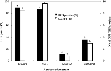 Figure 2. Effectiveness of A. tumefaciens strains on inducing transient transgene expression in corn shoot-tip explants 4 d after co-culture. Bars labelled with the same letters are not significantly different (P < 0.05) according to Duncan's test (three independent experiments; 25 explants per treatment). Number of TEUs: Number of transient expression units.