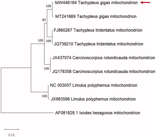 Figure 1. Comparative phylogenetic tree of Tachypleus gigas (Class: Merostomata; Family: Limulidae). Maximum likelihood tree of mitochondrial-protein coding genes using MEGA X with 1000 bootstrapping. Ixodes hexagonus (AF081828) was used as an out group. Red arrow: Mitochondrial DNA sequence (MW446184) obtained in this study.
