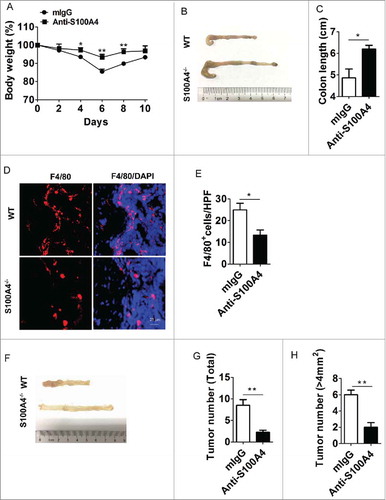 Figure 7. Treatment with S100A4 neutralizing antibody attenuates colitis and prevents colitis-associated tumorigenesis. Groups of WT mice (n = 5 per group) were treated with DSS and anti-S100A4 mAb or mIgG 4 times on days 1, 3, 7 and 10. (A) The body weight change and (B) Representative photographs and (C) length of the colon from S100A4−/− and WT mice on day 10 are shown. *P < 0.05; **P < 0.01. (D) Colon sections were immunostained with F4/80. Scale bar, 25 μm. (E) Numbers of F4/80+ cells per HPF (×400) are shown at right. *P < 0.05. (F) Representative photographs of the colons from mice with mIgG or S100A4 neutralizing antibody treatment. (G) Total tumor incidence and (H) incidence of tumors over 4 mm2 in AOM-DSS induced CRC model mice with mIgG or S100A4 neutralizing antibody treatment. *P < 0.05; **P < 0.01.