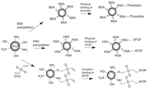 Figure 1 Physical and covalent conjugation of thrombin and bFGF to the γ-Fe2O3 nanoparticles. ≈, ~, and – are symbols for precipitation, physical binding and covalent binding of various ligands to the γ-Fe2O3 nanoparticles, respectively.Abbreviation: bFGF, basal fibroblast growth factor.