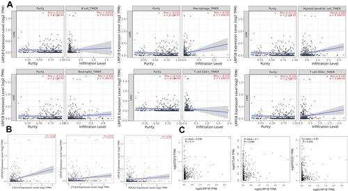 Figure 6 Relationship between LRP1B expression level and immunity. (A) The relationship between LRP1B expression level and infiltration degree of 6 kinds of immune cells in HCC. On the left of the graph is a correction of gene expression levels. (B) Correlation analysis between LRP1B expression level and immune checkpoints in HCC by TIMER online database. (C) Correlation analysis between LRP1B expression level and immune checkpoints in HCC by GEPIA online database.
