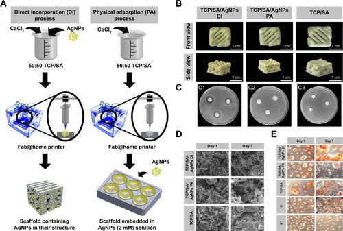 Figure 6 (A) Schematic representation of scaffold production by using the DI and PA processes. (B) Macroscopic images of the scaffolds produced by DI, PA, and without AgNPs (TCP/SA) (front and side view). (C) Characterization of the bactericidal activity of the produced scaffolds, DI process (C1), PA process (C2), TCP/SA scaffold (C3). (D) SEM images of osteoblast morphology in the presence of the scaffolds. (E) Qualitative evaluation of mineralization on the 3D scaffolds by human osteoblast through alizarin red staining.Note: Reprinted from Int J Biol Macromol, 93, Correia T R, Figueira D R, De Sa K D, et al, 3D Printed scaffolds with bactericidal activity aimed for bone tissue regeneration, 1432–1445, Copyright (2016) with permission from Elsevier.Citation131Abbreviations: AgNP, silver nanoparticle; TCP, tricalcium phosphate; SA, sodium alginate; SEM, scanning electron microscope; DI, direct incorporation; PA, physical adsorption.