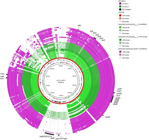 Figure 2. Genome comparison of plasmids containing a repA2 gene with IncP-2 plasmid pOZ176. This map was constructed with BRIG. The various colour levels indicate a BLAST result with sequence identity ranging from 80% to 100%. The inner red circle represents the pOZ176 reference sequence. The light green, dark green and purple circles (from innermost to outermost) indicate genome sequence of 7 blaIMP-45-carrying megaplasmids in GenBank (p727-IMP, pA681-IMP, pBM413, pBM908, pPAG5, pR31014-IMP and pSY153-MDR), 9 blaIMP-45-carrying plasmids in this study (pHS17-127, pRJ19-28, pHS15-101, pHS15-106, pHS15-158, pHS15-172, pKM18-18, pHS18-41 and pGZ18-2) and 16 completely sequenced megaplasmids harbouring repA2 in GenBank (pBT2101, pPABL048, AR441_unnamed3, AR_0356_unnamed2, RW109 plasmid 1, p12939-PER, pCF39S, pNK546-KPC, AR439_unnamed2, pRBL16, p1, pBT2436, p12969-DIM, pJB37 and pTTS12), respectively Backbone genes of pOZ176 are indicated in the figure.