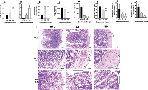 Figure 3. Effect of dietary supplementation of L. brevis SAD on the colonic oxidative state, inflammatory status and colonic histomorphology among different experimental (each bar represents mean of 6 replicates ± SD; in case of the histological images at 40 X magnification, the arrows indicated the immune infiltration, circles denoted the muscular thickness, rectangular box indicated the apical structure of the villus; B indicates the basal side and L indicates the luminal side of the colon).