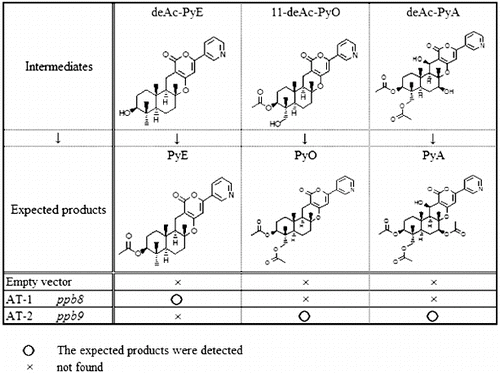 Figure 3. Bioconversion test with predicted intermediates.