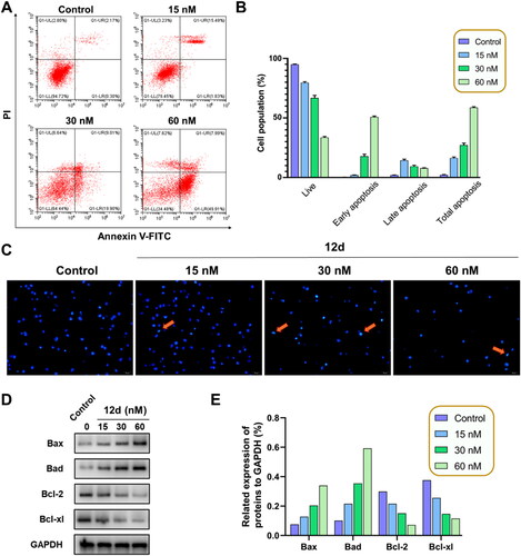 Figure 4. Effect of 12d on the cell apoptosis. (A) K562 cells was stained with Annexin-V FITC/PI to analysis apoptosis. (B) Histograms showed the distribution of cell population. Error bars indicated SD of three independent experiments. (C) Apoptosis morphology and nucleus changes after treatment with compound 12d. Scale bar = 50 µm. (D) Expression of apoptosis associated proteins were evaluated by western blotting assay. (E) Histograms showed the western blotting assay.