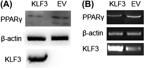 Fig. 6. Effects of KLF3 overexpression on the expression of chicken PPARγ in DF1 cells.Notes: (A) Western blot analysis of the effect of chicken KLF3 overexpression on the expression of PPARγ in DF1 cells. (B) Semi-quantitative RT-PCR analysis of the effect of chicken KLF3 overexpression on the expression of PPARγ in DF1 cells. EV indicates the control group that was transfected with pCMV-myc, and KLF3 indicates the group transfected with pCMV-myc-gKLF3.