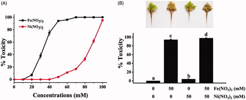 Figure 1. Toxicity effects of Fe(NO3)3 and Ni(NO3)2 in A. pinnata: (A) effects of various concentrations of each metal and (B) effects of single and dual treatments of both metals at 50 mM.