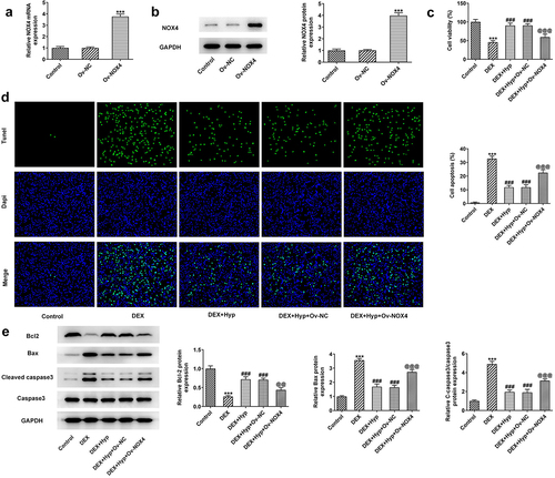 Figure 4. NOX4 overexpression reverses the effect of Hyp on MC3T3-E1 osteoblasts survival and apoptosis.A-B, NOX4 was overexpressed in MC3T3-E1 osteoblasts via transfection of Ov-NOX4, and then RT-qPCR and western blot were utilized to test NOX4 expression. C, cell viability was appraised by CCK-8. D, the apoptotic capacity was observed by Tunel (x200). E, protein levels of Bcl2, Bax and cleaved caspase 3/caspase 3 were detected by western blot assay. ***P < 0.001 vs control; ###P < 0.001 vs DEX; @@P < 0.01 and @@@P < 0.001 vs DEX + Hyp + Ov-NC.