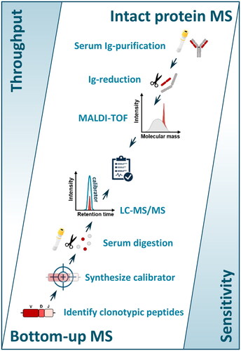 Figure 1. Graphical illustration of Intact protein MS versus Bottom-up MS. Intact protein MS measures light chain m/z using MALDI-TOF which can reach high throughput and is easier to standardize. Personalized targeting of monoclonal peptides using bottom-up MS is technically more complex but increases the sensitivity of the assay.