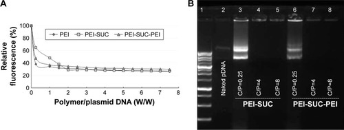 Figure 3 Binding affinity of pDNA with PEI conjugates.Notes: (A) Ethidium bromide exclusion assay was performed by fluorescence quenching when ethidium bromide is prevented from intercalation in pDNA by polycation binding in HBG buffer. (B) Gel retardation assay at various C/P ratios.Abbreviations: pDNA, plasmid DNA; PEI, polyethylenimine; PEI-SUC, PEI-succinate conjugate; PEI-SUC-PEI, PEI-succinate-PEI conjugate; HBG, HEPES buffered glucose solution; C/P, carrier to plasmid ratio.
