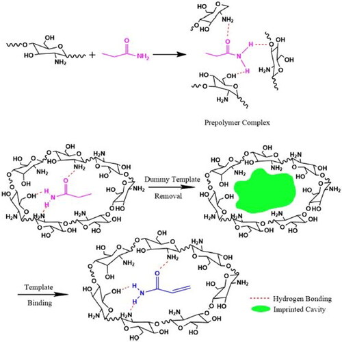 Figure 4. Example of the process of preparing a MIP (polymerization, imprinting, desorption, and adsorption) for AA and illustration of some physicochemical interactions (Bagheri et al. Citation2019).