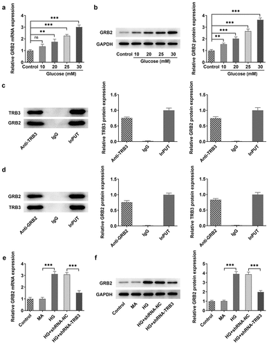 Figure 5. TRB3 interacts with GRB2 in hRPE cells under HG conditions. (a) RT-qPCR and (b) western blot tested GRB2 expression in hRPE cells exposed to different concentrations of HG. (c-d) Co-IP assay testified the binding to TRB3 to GRB2. (e) RT-qPCR and (f) western blot tested GRB2 expression when TRB3 was down-regulated. **P < 0.01, ***P < 0.001. n.s., not significant. TRB3, Tribbles homolog 3. MA, mannitol. HG, high glucose. GRB2, growth factor receptor-bound 2.