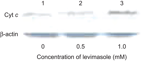 Figure 5.  Effect of levamisole on cytosolic cytochrome c in myeloma cells. U266B1 cells were treated with 0.5 or 1 mM levamisole for 24 h and then the presence of cytochrome c in the cytosolic extracts was detected as described in the Materials and methods. β-Actin was used as the loading control.