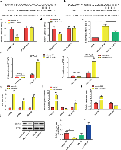 Figure 4. LncRNA PTENP1 promoted the expression of SCARA5 by sponging miR-17.(a and b) the binding sites of miR-17 with PTENP1 or SCARA5. (c and d) interplay between miR-17 and PTENP1 or SCARA5 was validated by dual-luciferase reporter assay. (e-g) RNA pull down and RIP assays were performed to examine the interaction between miR-17 and PTENP1 or SCARA5 in 5637 cells. (h and i) after transfecting with OE-PTENP1 or miR-17 mimics, as well as their negative controls, the expression levels of lncRNA PTENP1, miR-17, and SCARA5 in 5637 cells were tested by qRT-PCR. (j) western blot analysis of SCARA5 in 5637 cells treated with OE-PTENP1 or miR-17 mimics, as well as their negative controls. *P < .05, **P < .01, and ***P < .001.