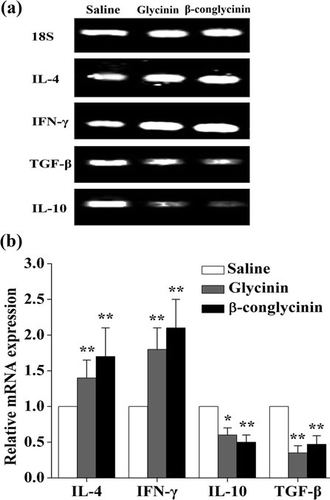 Figure 4. Expression of IL-4, IL-10, IFN-β and TGF-β mRNA in the jejunum tissue of Balb/c mice sensitised with soybean glycinin or β-conglycinin. (a) The profile of cytokine gene expression (IL-4, IL-10, IFN-β and TGF-β) in jejunum from control and immunised mice was evaluated by real-time PCR; 18S expression was shown as RNA control. (b) Relative cytokine mRNA expression. All the results were normalised against 18S gene expression and are presented as mean±SEM of 10 mice per group. * represents p<0.05 and ** represents p<0.01 versus saline-treated group.