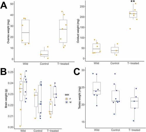 Fig. 2. Although both sexes of black jacobin have androgen receptors in their gonads, the testosterone treatment (T-treatment) affected only the gonads of the females. (A) The ovary weight (left panel) of wild and T-treated females does not differ, although the ovary of control females is slighter lighter. The oviduct weight (right panel) of T-treated females is significantly heavier than wild and control females. The data points represent individual measurements of females (wild, n = 6; control, n = 3 and T-treated, n = 7). (B) The brain weight of both sexes wild, control and T-treated black jacobins did not differ. The data points represent individual measurements of females (wild, n = 7; control, n = 3 and T-treated, n = 7; lighter dots) and males (wild, n = 7; control, n = 9 and T-treated, n = 5; darker dots). (C) The testes weight of wild, control and T-treated males also did not differ (wild, n = 7; control, n = 9 and T-treated, n = 5). All box plots indicate the median and interquartile range (25 to 75%).