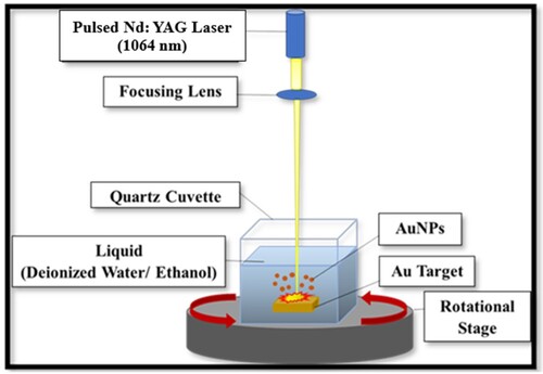 Figure 1 Illustration of the PLAL method setup for AuNPs preparation.