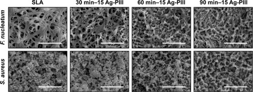 Figure 7 SEM morphologies of Fusobacterium nucleatum and Staphylococcus aureus seeded on SLA, 30 min–15 Ag-PIII, 60 min–15 Ag-PIII, and 90 min–15 Ag-PIII.Notes: The scale bar represents 10 μm. 30 min–15 Ag-PIII, titanium surfaces treated by first SLA procedure and then silver plasma immersion ion implantation at 15 kV for 30 minutes; 60 min–15 Ag-PIII, titanium surfaces treated by first SLA procedure and then silver plasma immersion ion implantation at 15 kV for 60 minutes; 90 min–15 Ag-PIII, titanium surfaces treated by first SLA procedure and then silver plasma immersion ion implantation at 15 kV for 90 minutes.Abbreviations: SEM, scanning electron microscopy; SLA, sand-blasted, large grit, and acid etched; Ag-PIII, silver plasma immersion ion implantation; min, minutes.