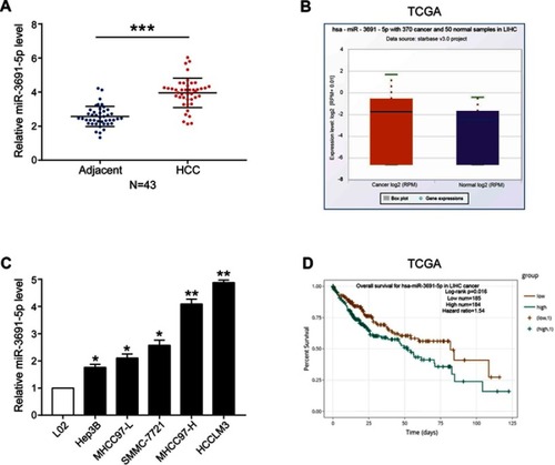 Figure 1 The expression and prognostic value of miR-3691-5p in HCC.Notes: (A) The levels of miR-3691-5p in HCC and adjacent normal tissues (n=43); (B) TCGA data from starbase v3.0 (http://starbase.sysu.edu.cn) showed that the levels of miR-3691-5p in normal tissues is higher than in HCC tissues (P=0.018); (C) The levels of miR-3691-5p in HCC cell lines and L02 cells; (D) Data from TCGA showed that HCC patients with higher expression of miR-3691-5p had poorer overall survival (P=0.016). Each experiment was performed three times. All data were presented as mean ± SD. Student’s t-test was conducted to analyze the difference. *P<0.05, **P<0.01, ***P<0.001.Abbreviations: HCC, hepatocellular carcinoma, TCGA, The Cancer Genome Atlas; LIHC, liver hepatocellular carcinoma. 