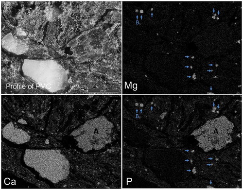 Figure 2. The profile of a poultry manure compost (PMC) and the two-dimensional distribution images of calcium (Ca), magnesium (Mg), and phosphorus (P) by electron probe micro-analyzer (EPMA). A: P compound bound with Ca; B: P compound bound with Mg