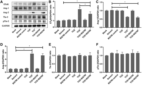 Figure 13 Protein levels of ETBR, Ang-1, Ang-2, Tie-2 and pTie-2. (A) showed the Western blot results of renal ETBR, Ang-1, Ang-2, Tie-2 and pTie-2. (B–F) showed the optical density values of ETBR, Ang-1, Ang-2, Tie-2 and pTie-2 respectively. ETBR and Ang-2 increased in TCE sensitized positive group, Ang-1 decreased in TCE sensitized positive group. ETBR was inhibited by BQ788, but Ang-2 was not inhibited by BQ788, Ang-1 and pTie-2 were not promoted by BQ788. *P<0.05.