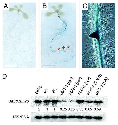 Figure 3.AT5G28520 is upregulated transcriptionally by ABA. (A–C) GUS staining of Pro-AT5G28520:GUS transgenic seedlings after 4 h treatment in the absence (A) or presence (B) of exogenous 30 μM ABA. A lateral root primordium in (B) is imaged under higher magnification light microscope in (C). Red arrows point to lateral root primordia. Scale bars in (Aand B) represent 5 mm. Scale bar in (C) represents 1 mm. (D) Blot of total RNA from root samples from different ABA signaling mutants and their corresponding wild type controls treated with 30 μM ABA for 3 hr. Numbers below the panels are normalized band intensities compared with 18S rRNA signal.