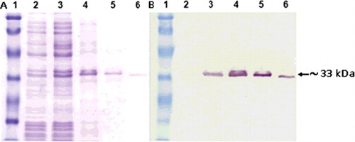 Figure 4. Expression of the anti-HBsAg scFv. SDS-PAGE (A) and western blot (B) analyses showing the expression of anti-HBsAg scFv in soluble form. Lane 1, molecular mass marker (19, 26, 34, 48, 85, 117 kDa); lane 2, non-induced culture supernatant; lane 3, induced culture; lane 4, periplasmic extract; lane 5, affinity-purified Lig7 measured to be ∼33 kDa.