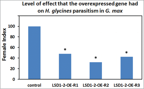 Figure 4. The female index for transgenic G. max plants genetically engineered to overexpress Gm-LSD1–2 and infected with H. glycines. Replicate 1 (R1) control plants had 28.39 cysts per gram (12 plants); LSD1–2-R1-overexpressing plants (LSD1–2-R1: oe) had 13.66 cysts per gram (12 plants). The FI = 47.92; P-value = 0.0216541 which is statistically significant (P < 0.05). R2 control plants (replicate 2) had 30.40 cysts per gram (16 plants); LSD1–2-R2-overexpressing plants (LSD1–2-R2: oe) had 9.85 cysts per gram (12 plants). The FI = 32.4; P-value = 0.000059234 which is statistically significant (P < 0.05). R3 control plants had 32.98 cysts per gram (20 plants); LSD1–2-R3 overexpressing plants (LSD1–2-R3: oe) had 14.07 cysts per gram (18 plants). The FI = 42.662; P-value = 3.36219e-06 which is statistically significant (P < 0.05).