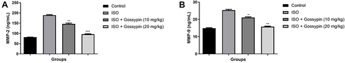 Figure 9 Effect of Gossypin on the MMP level of ISO induced MI rats. (A) MMP-2 and (B) MMP-9. Values are presented as mean± standard error mean (SEM). Where **P<0.01 and ***P<0.001 were consider as significant, more significant and extreme significant. All group contains 6 rats.