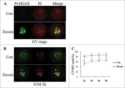 Figure 1. Germinal vesicle breakdown (GVBD) in severe DNA DSBs oocytes induced by zeocin. (A) Zeocin induced severe DNA DSBs at a high concentration. Fully grown GV oocytes were treated with 200 μg/ml zeocin for 1 h in M2 medium supplemented with 2.5 μM milrinone, while oocytes blocked for 1 h by milrinone were used as control. Oocytes were immunostained with anti-Pi-H2AX antibody immediately after 1 h treatment with or without zeocin (A), or after additional 5 h of IVM in M2 medium (B). (C) The GVBD rates were analyzed in the 2 groups from 2 h of IVM to 5 h of IVM. Asterisks indicate significant differences compared to the control group (P < 0.05).