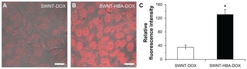 Figure 5 Confocal microscope images of HepG2 cells after incubation with (A) SWNT-DOX and (B) SWNT-HBA-DOX (DOX concentration: 15 μg/mL) at 37°C for 2 hours. (C) Average intracellular DOX fluorescence intensity (20 cells) in SWNT-DOX- and SWNT-HBA-DOX-treated HepG2 cells.Notes: Scale bar: 25 μm. All values are mean ± standard deviation; *denotes P < 0.05, analysis of variance.Abbreviations: DOX, doxorubicin; HBA, hydrazinobenzoic acid; SWNT, single-walled carbon nanotube.