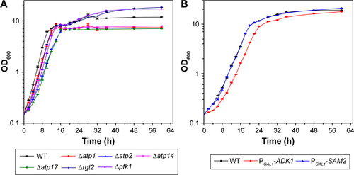 Figure S2 Growth curves of the strains in the present work cultured in YPGlu (A) or YPGal (B).Abbreviations: OD, optical density; WT, wild-type; YP, 1 g L−1 yeast extract and 2 g L−1 peptone; YPGlu, YP supplied with 2 g L−1 glucose; YPGal, YP supplied with 2 g L−1 galactose.