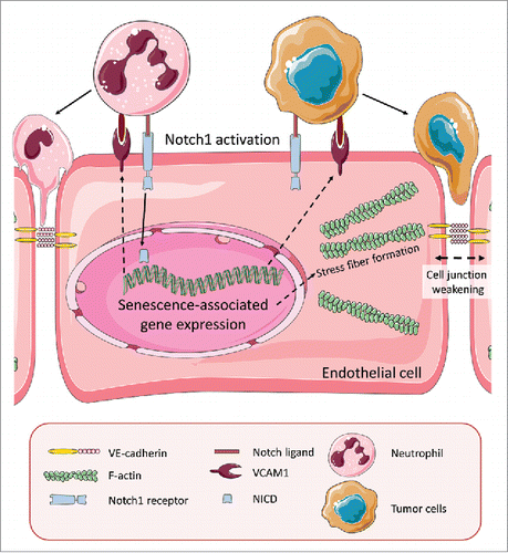 Figure 1. Activation of Notch1 receptors in endothelial cells induces senescence. Notch1 receptors on endothelial cells can be activated by Notch ligands expressed by tumor cells or tumor-associated neutrophils. Ligand binding triggers Notch1 cleavage and translocation of the Notch1 intracellular domain (NICD) into the nucleus where it induces expression of senescence-associated genes. Notch1-induced VCAM1 expression promotes adhesion of tumor cells to the endothelium. Endothelial senescence also provokes weakening of cell junctions with diminished VE-cadherin expression and additional mechanical forces by actin stress fibers that pull the membrane toward the cell center. This facilitates transmigration of tumor and immune cells across the blood vessel wall, a crucial step during tumor metastasis.