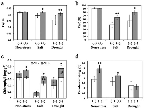 Figure 5. Effects of Klebsiella sp. San01 on physiological parameters, including Fv/Fm (a), RWC (b), chlorophyll (Chla and Chl b) contents (c), and carotenoid contents (d) in leaves of sweet potato plants exposed to non-stress, salt, and drought conditions. Values are the means (n ≥ 4) with corresponding standard deviations. Statistical significance between San01-inoculated plants (+) and non-inoculated plants (−) was examined by Student’s t-test (*P < 0.05; **P < 0.01)