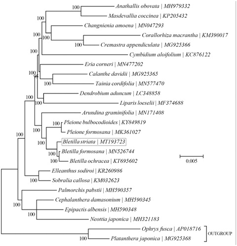 Figure 1. The phylogenetic tree (Bayesian inference) of B. striata (Thunb.) Reichb. f. and its related relatives based on the complete chloroplast genome sequences.