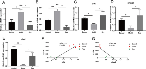 Figure 4 Res regulated the expression of mRNA.