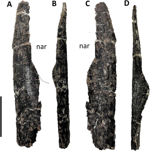 Figure 4. Comptonatus chasei gen. et sp. nov. (IWCMS 2014.80). Assumed right nasal fragment in A, lateral, B, dorsal, C, medial and D, ventral views. Abbreviations: nar, naris. Scale bar represents 30 mm.