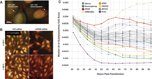 Figure 5. Tandem-fluorescent LC3 assay to measure autophagic flux over time in live cells. (A) Tandem-fluorescent LC3 (tfLC3) construct consists of tagRFP and tagGFP2 fused to the N terminus of human LC3B. tagRFP pKa = 3.8, while tagGFP2 pKa = 5.0, rendering tagRFP more acid-stable than tagGFP2. Cytosolic RFP-GFP-LC3 is lipidated and translocated to a phagophore (right, GFP+ RFP+ autophagosome). Once an autophagosome has fused with an acidic lysosome, the GFP signal is quenched due to its higher pKa, leaving red-only puncta (left, GFP− RFP+ autolysosome). (B) Merged RFP and GFP channels are shown at 50 h (top) and 80 h (bottom) post-transfection for U2OS cells. Relative to nontargeting controls (left), MTOR knockdown (right), increased the number of GFP− RFP+ puncta, representing autolysosomes, in the cytoplasm, indicating an upregulation of autophagic activity. (C) U2OS cells stably expressing tfLC3 were siRNA-transfected and imaged live for 66 h following a 26 h incubation period post transfection. GFP− RFP+ puncta were identified as autolysosomes and normalized to cell area to quantify autophagic flux over time. siRNA-level results were condensed to gene-level results by aggregating with median values. MTOR knockdown (red) increased autolysosomes/cell area over time relative to nontargeting controls (blue). Several pathway controls, including ATG5 (orange), PIK3C3 (yellow), and BECN1 (green), decreased autophagic flux over time.