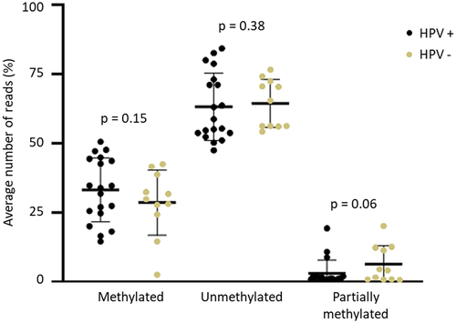 Figure 2. Average of methylated, unmethylated and partially methylated reads in HPV positive (HPV+) and negative (HPV-) of penile squamous cell carcinoma. Positive samples were considered as p16INK4a+ or hrHPV+.