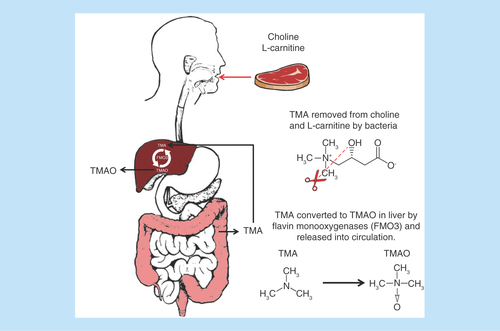 Figure 4. A schematic drawing to demonstrate gut bacterial metabolism of dietary components choline and L-carnitine into TMA which is subsequently converted to TMAO by liver flavin-containing monooxygenases (e.g., FMO3).TMA: Trimethylamine; TMAO: Trimethylamine N-oxide.