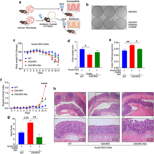 Figure 4. Pseudo-germ-free (microbial depletion) Cldn3KO mice show reduced severity of DSS-colitis.