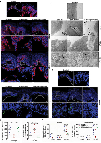 Figure 2. SopF restricts the dislodging of IECs to promote bacterial dissemination. Streptomycin-pretreated C57BL/6 mice were orally infected with 5 × 107 CFU of STM-WT, STM-ΔsopF or STM-ΔsopF/psopF. n = 5 mice/group. (a) Immunofluorescence analysis of EpCAM (red) at 48 hpi and 120 hpi. Nuclei were counterstained with DAPI (blue). White arrowheads indicate epithelial gaps. (Scale bar: 20 μm). (b) Representative images of transmission electron microscopy (TEM) analysis of the ceca at 12 hpi, 48 hpi and 120 hpi (Scale bar: 1 μm). Arrows indicated the bacteria. (c) Distribution of S. Typhimurium (green) in ceca at 12 hpi and 120 hpi. Nuclei were counterstained with DAPI (blue) (Scale bar: 20 μm). Dashed line indicates the end of mucosa. (d) Microscopy-based quantification of epithelial gaps per 10× field of view and IEC numbers per 20× field of view. (e) Quantification of bacterial number in mucosa and submucosa.