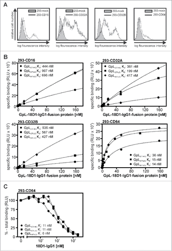 Figure 3. Affinity of different GpL-18D1-IgG1 fusion proteins for FcγRs. (A) FACS analysis of HEK293 cells transiently transfected with expression plasmids encoding CD16, CD32A, CD32B and CD64. (B) HEK293 cells transiently expressing the indicated FcγRs and mock transfected control HEK293 cells were aliquoted and incubated with increasing concentrations of GpL(CT-HC)-18D1-IgG1, GpL(CT-LC)-18D1-IgG1 and GpL(NT-LC)-18D1-IgG1 (1.5 h, 37°C). After removal of the unbound GpL-18D1-IgG1 molecules cell-associated luciferase activity was determined and specific binding values were calculated by correcting the total binding values obtained from the FcγR transfectants for the unspecific binding values obtained from the mock transfected cells. The KD values were calculated with the “nonlinear regression to a one-site specific binding curve” function of the GraphPad Prism5 software. One representative binding experiment is shown for each of the various interactions. (C) Analysis of the interaction of 18D1 with CD64 by heterologous competition binding experiments with 7.5 ng/ml GpL(CT-HC)-18D1-IgG1, GpL(CT-LC)-18D1-IgG1 and GpL(NT-LC)-18D1-IgG1. Average values and statistics of all experiments are summarized in Table 3. RLU, relative light units.